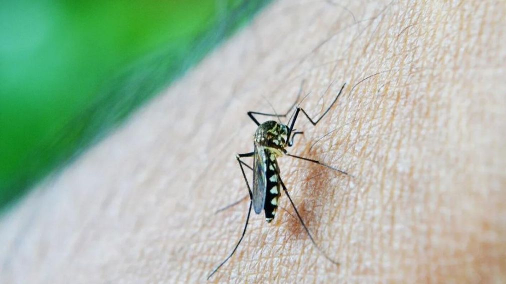 Se registraron 106 muertes por dengue y más de 151 mil casos.