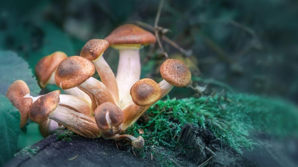 Hongos Psicodélicos: la psilocibina y su potencial en el tratamiento de los trastornos mentales