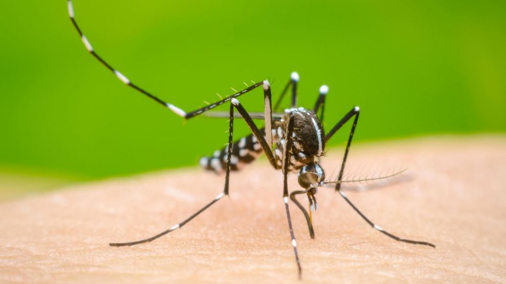 Diputados presentaron proyectos relacionados al dengue.
