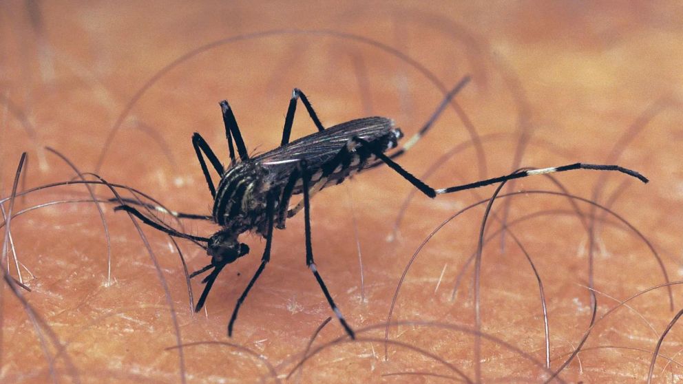 Ya son 79 los muertos por dengue en el país.