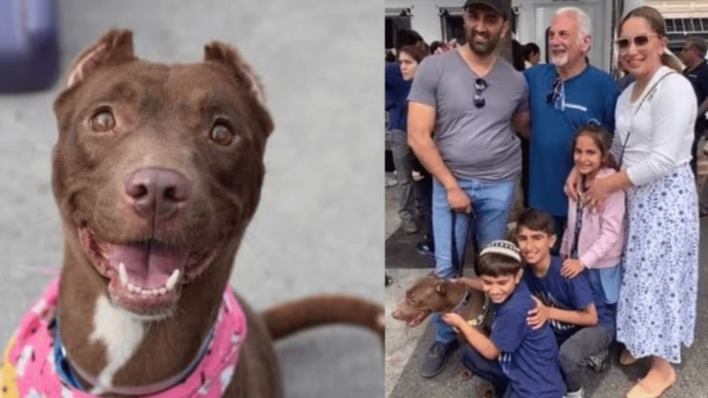 Así una familia encontró a su perra perdida en un hogar de adopción.