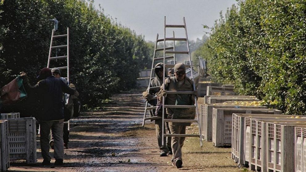 Obrero rural de Ledesma muere tras ser expuesto a cosechar en altas temperaturas (Gentileza: laizquierdadiario).