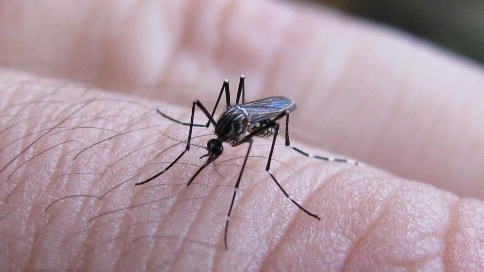 Suben los casos de dengue en diversas regiones de nuestro país (Imagen ilustrativa).