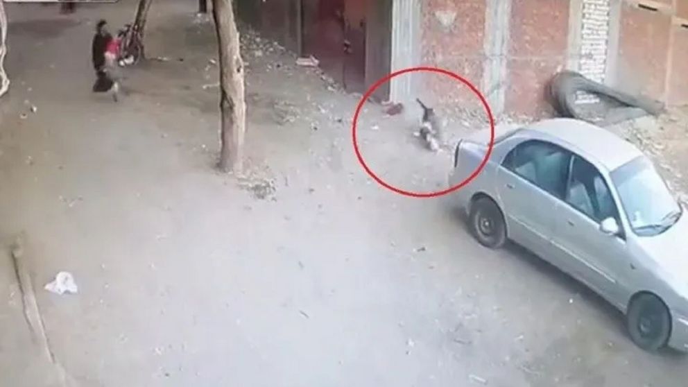 El video del felino héroe se volvió tendencia en TikTok. (Captura de pantalla)