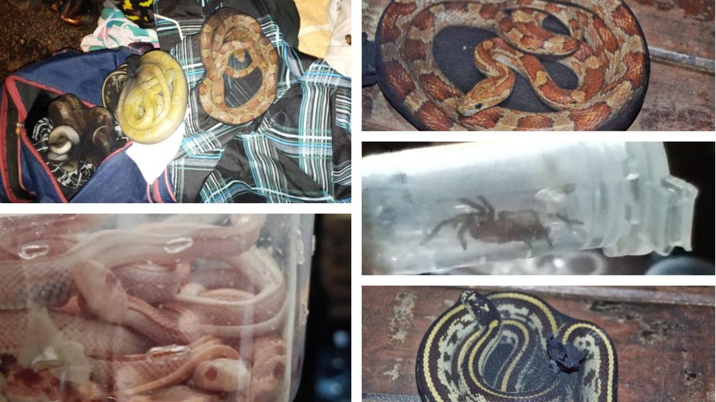 Operativo "Cobra Kai": viajaba en micro con 90 serpientes, 36 ara�as y un ciempi�s.