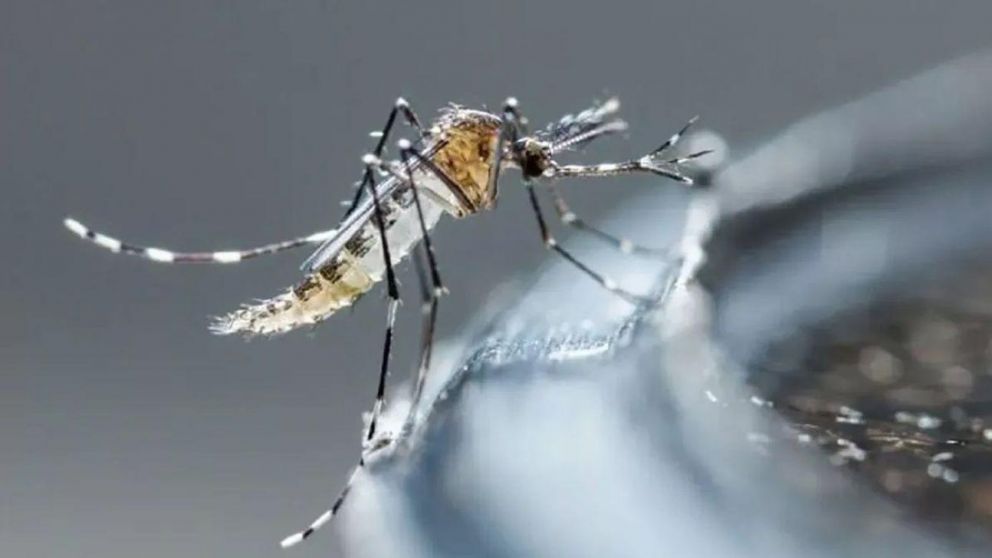 Alerta por la epidemia de dengue en varios puntos del país.