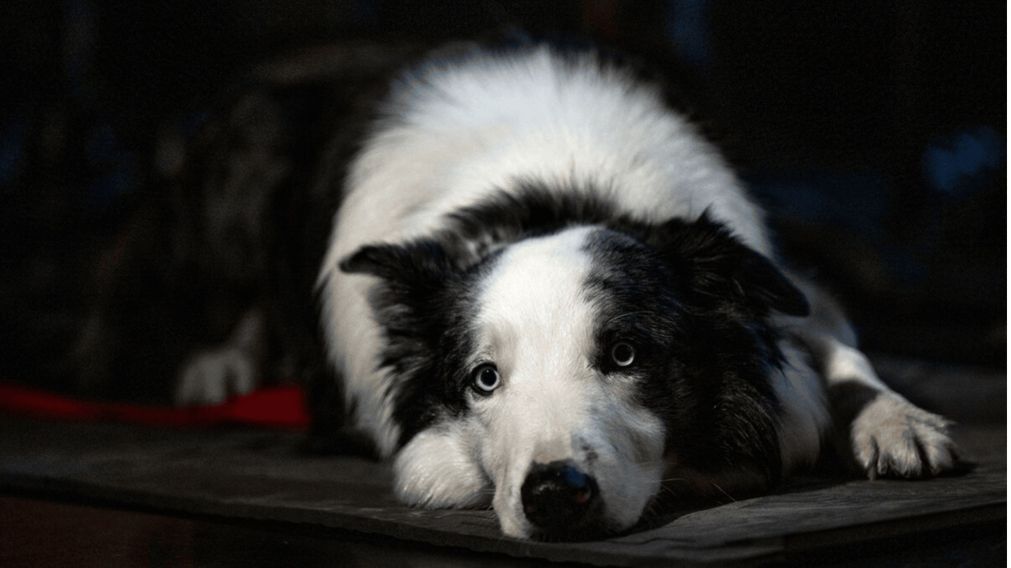 Quién es Messi, el perro que fue furor en los Premios Óscar 2024 (Foto/ Getty Images)