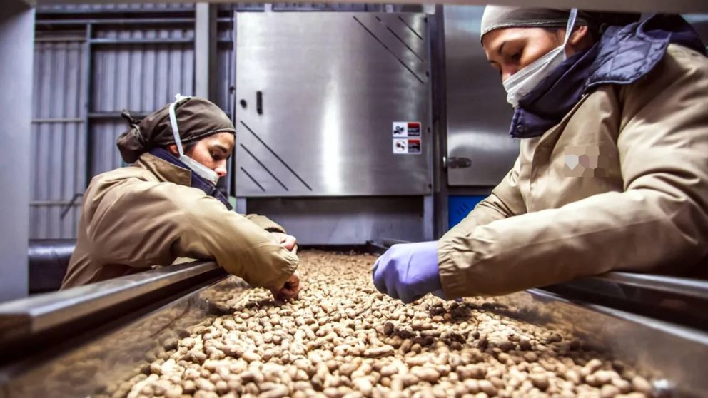 Argentina será sede del World Peanut Meeting.