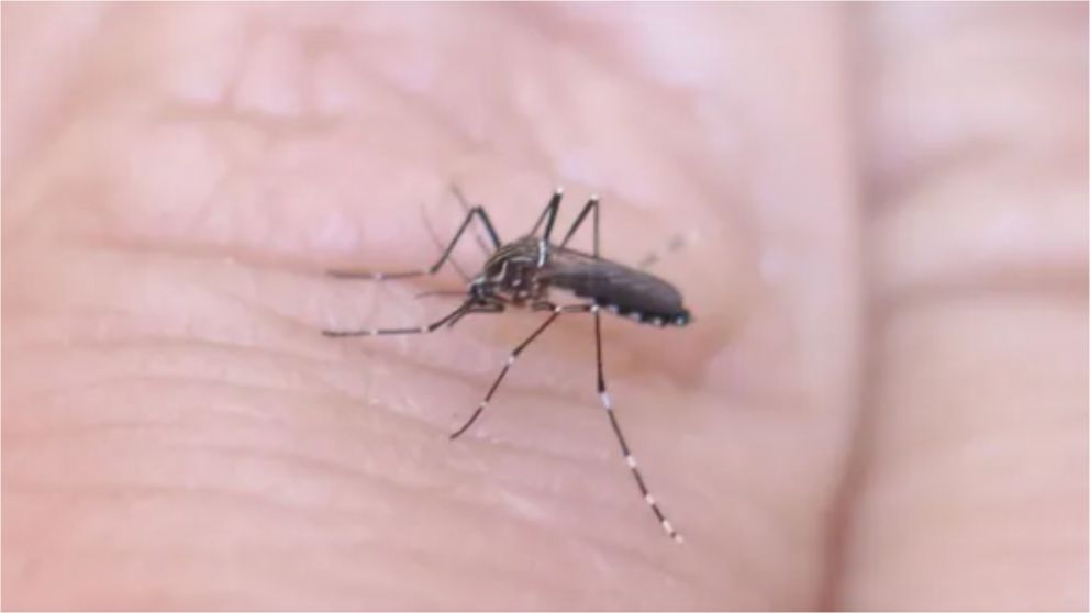 Aedes aegypti, el mosquito transmisor del dengue.