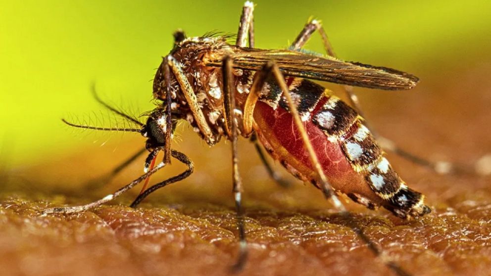 Advierten que los casos de dengue en Buenos Aires crecieron más de un 2.500% (Imagen ilustrativa).