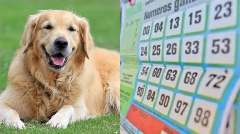 Mujer ganó el premio mas importante de su vida en la quiniela por su mascota.