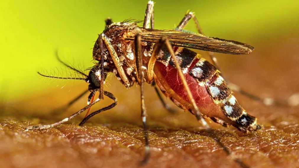 Por tercer semana consecutiva�la curva de casos de dengue a nivel nacional disminuy�.