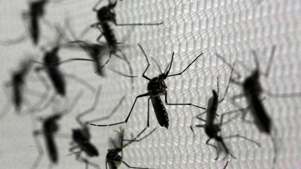 Alerta por casi 3.000 casos de dengue en el AMBA y falta de repelentes.