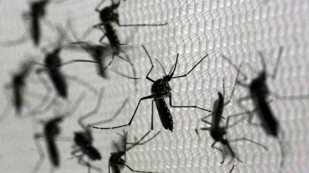 Alerta por casi 3.000 casos de dengue en el AMBA y falta de repelentes.