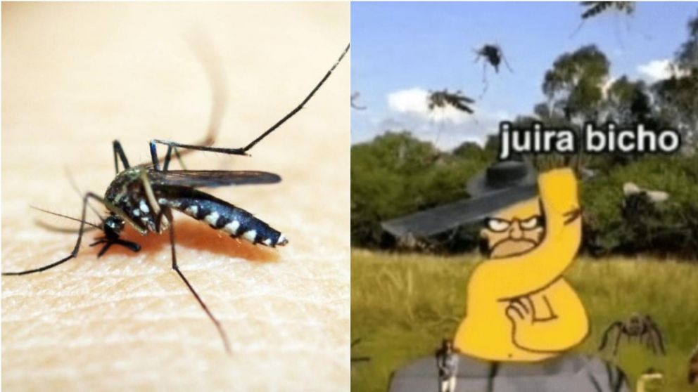 Los mejores memes tras la invasión de mosquitos en Buenos Aires.