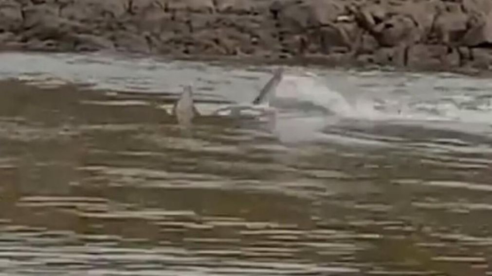 El brutal ataque tuvo lugar en un r�o de India (Captura de video).