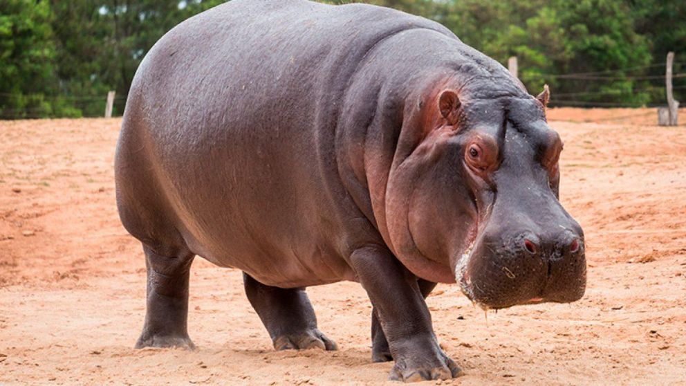 Los hipopótamos viven solamente en África (Imagen ilustrativa).