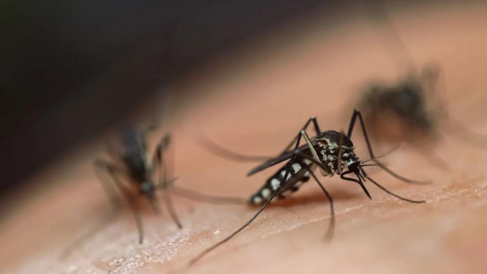 Kreplak confirmó que en 2023 ocurrió en Argentina la mayor epidemia de dengue.