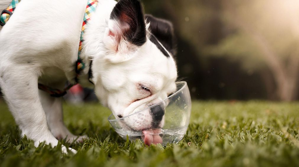 Una buena hidratación en los animales evita un golpe de calor (Imagen ilustrativa).