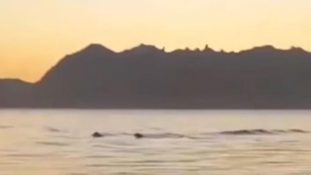 Nahuelito fue visto por un grupo de jóvenes (Captura de video).