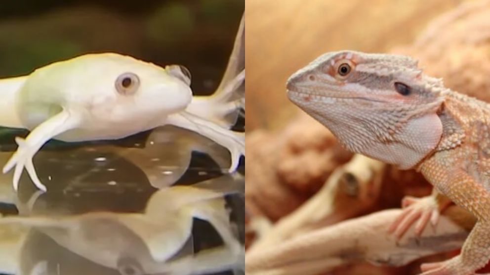 Los ejemplares son considerados "especies exóticas".