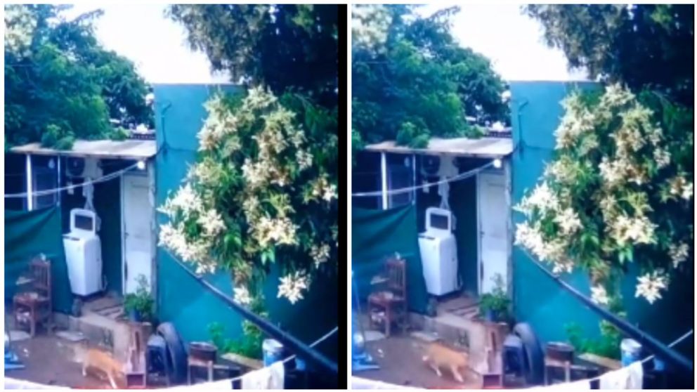 Hay videos previos al ataque que muestran como el animal cruzaba al patio vecino.