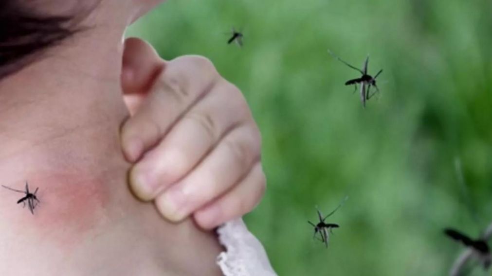 Preocupación por el aumento de casos de dengue en varias provincias.