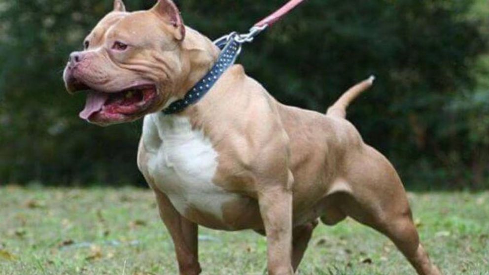 Un pitbull atacó una nena de tres años que quedó internada.
