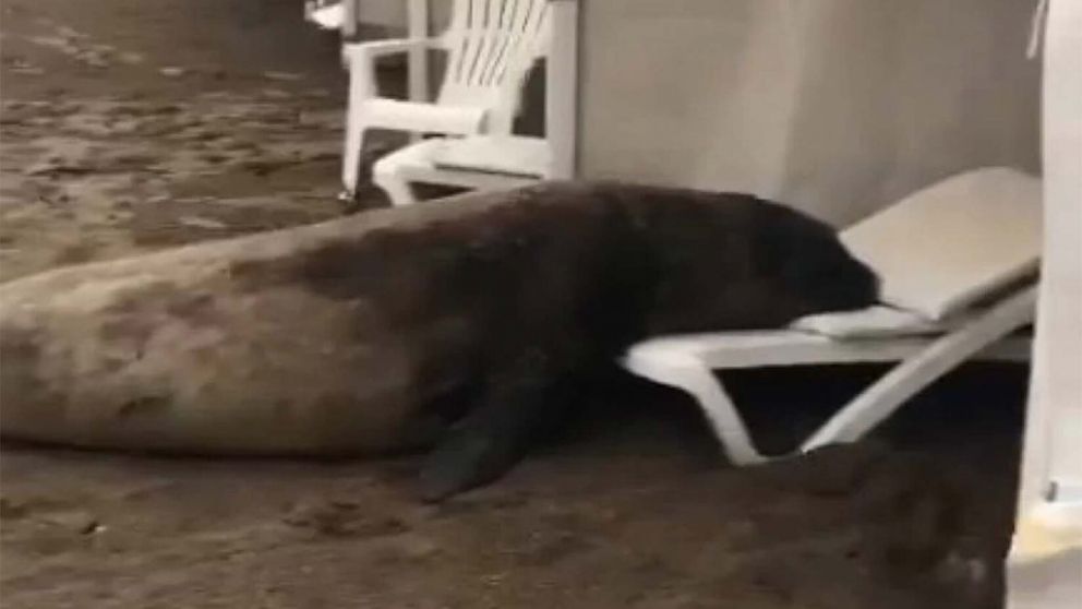 Encontraron a un lobo marino descansando en una carpa de Playa Grande tras el temporal (Imagen captura vídeo).