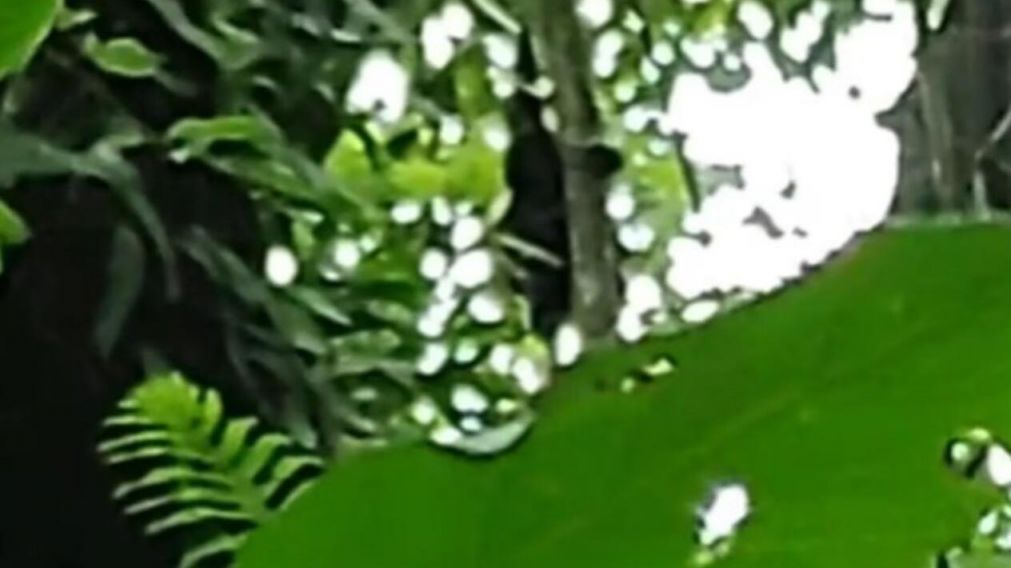 El presunto duende fue visto en la yunga tucumana (TikTok).