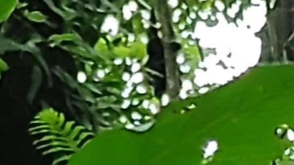 El presunto duende fue visto en la yunga tucumana (TikTok).