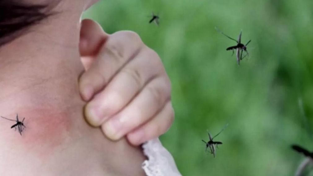 Hay una invasi�n de mosquitos en el �rea Metropolitana de Buenos Aires (T�lam/Archivo).