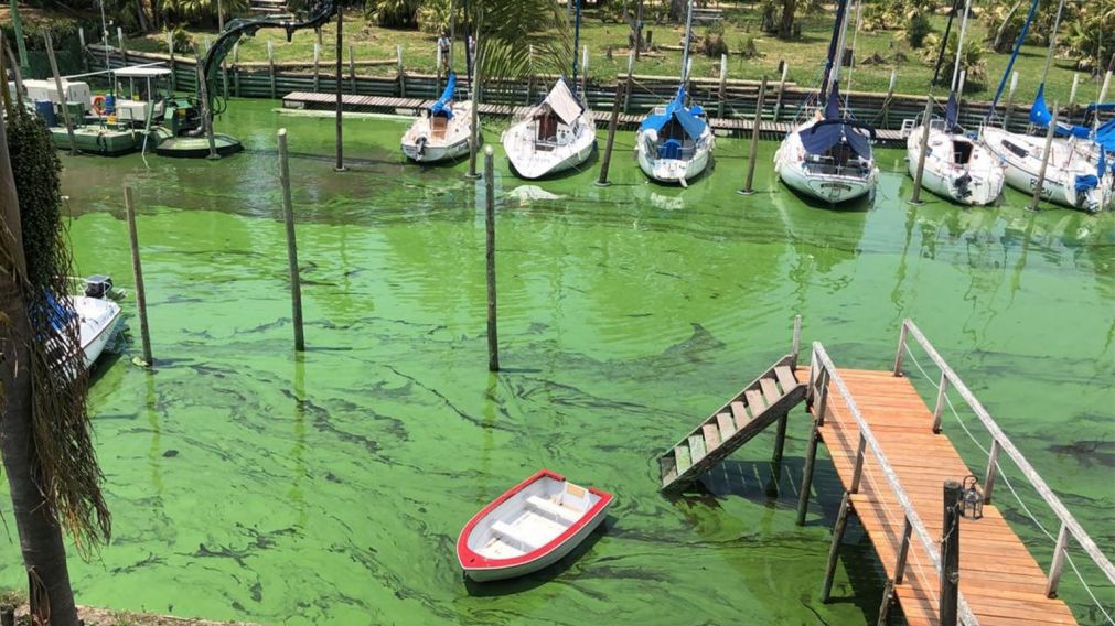 La Provincia continúa con el monitoreo de cianobacterias en lagunas y ríos bonarenses.