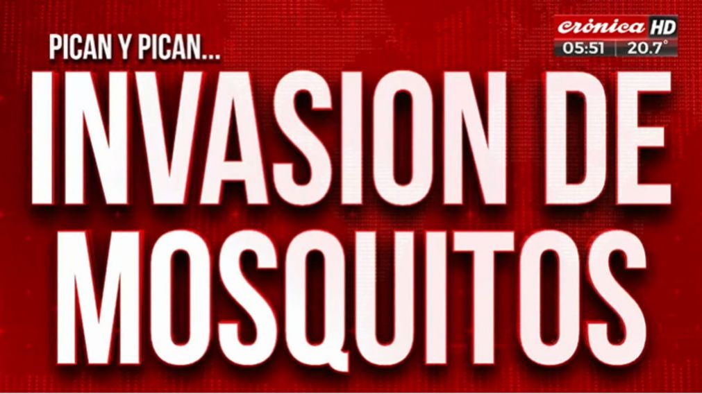 Tremenda invasión de mosquitos en la ciudad: ¿a qué se debe?