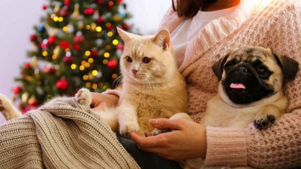 Navidad: cómo cuidar a las mascotas y reducir los efectos de la pirotecnia.