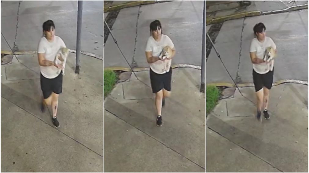 La mujer que se llevó a "Lulu" quedó filmada por una cámara de seguridad.