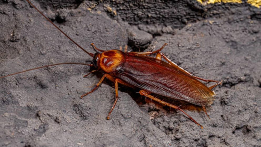 Intentó matar a una cucaracha y provocó una explosión en su casa.