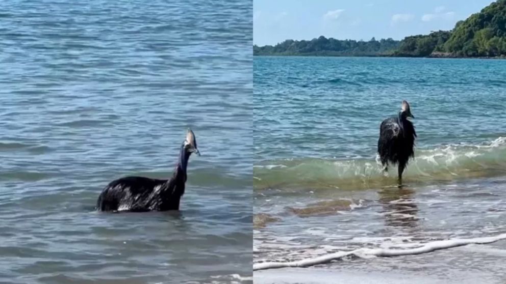 Unas personas estaban en la playa y quedaron impactados al ver al "ave más peligrosa del mundo" (Imagen captura vídeo).