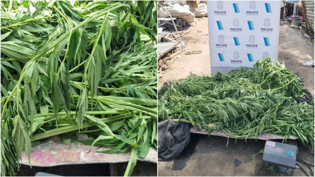 Gran cantidad de marihuana fue encontrada durante el operativo.