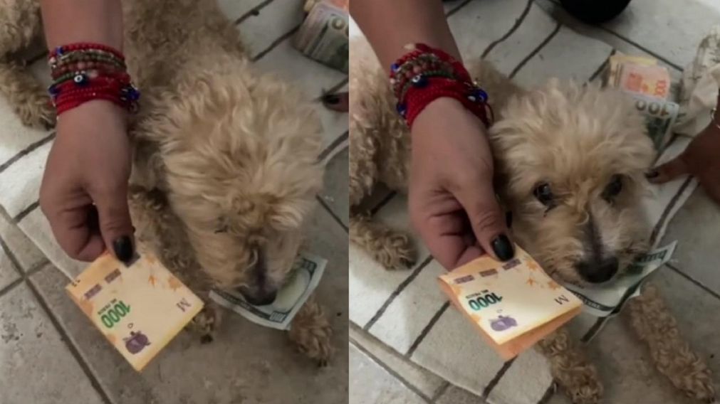 La joven trató de negociar con "Coquito" para que le devuelva el billete de dólar y la reacción del perro hizo reír a todos en TikTok.