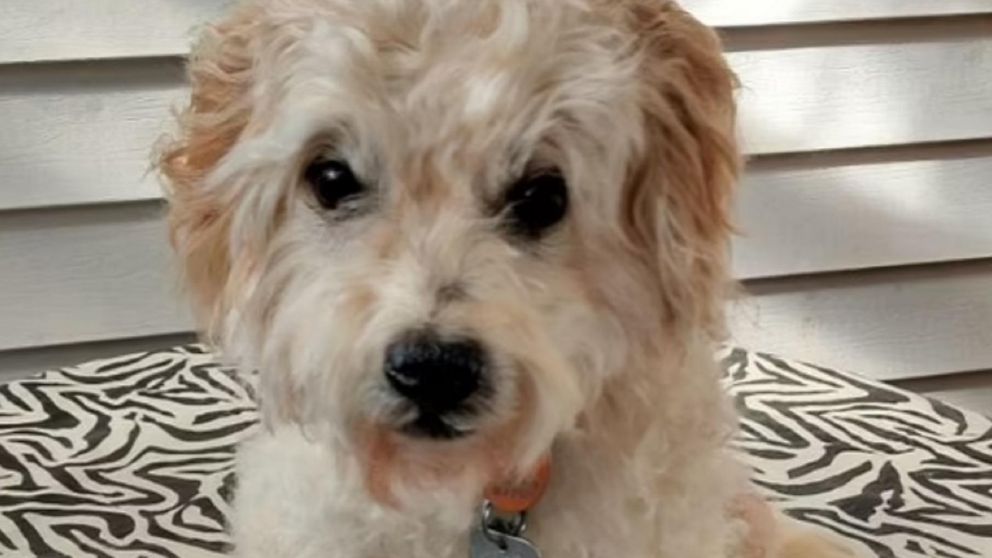 Al no soportar la muerte de Sparky, su familia decidió embalsamarlo para mantenerlo cerca.