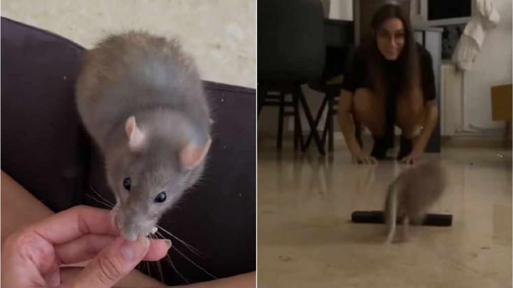 Una joven adoptó a una rata como mascota tras rescatarla de la basura (Imagen captura vídeo).