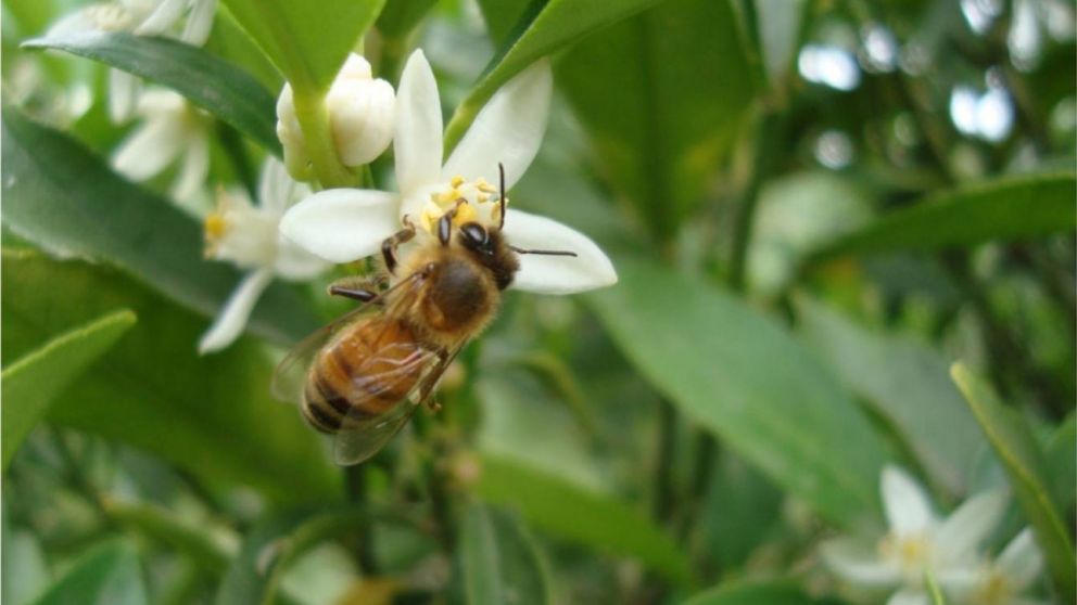 Las nuevas especies de abejas pertenecen a la familia del subgénero Chrysosarus (Imagen ilustrativa).