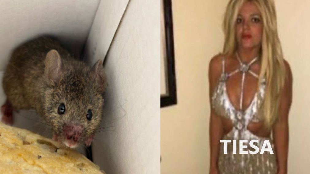 "Salva" a ratas que est�n por ser cazadas y arm� pol�mica en redes.�