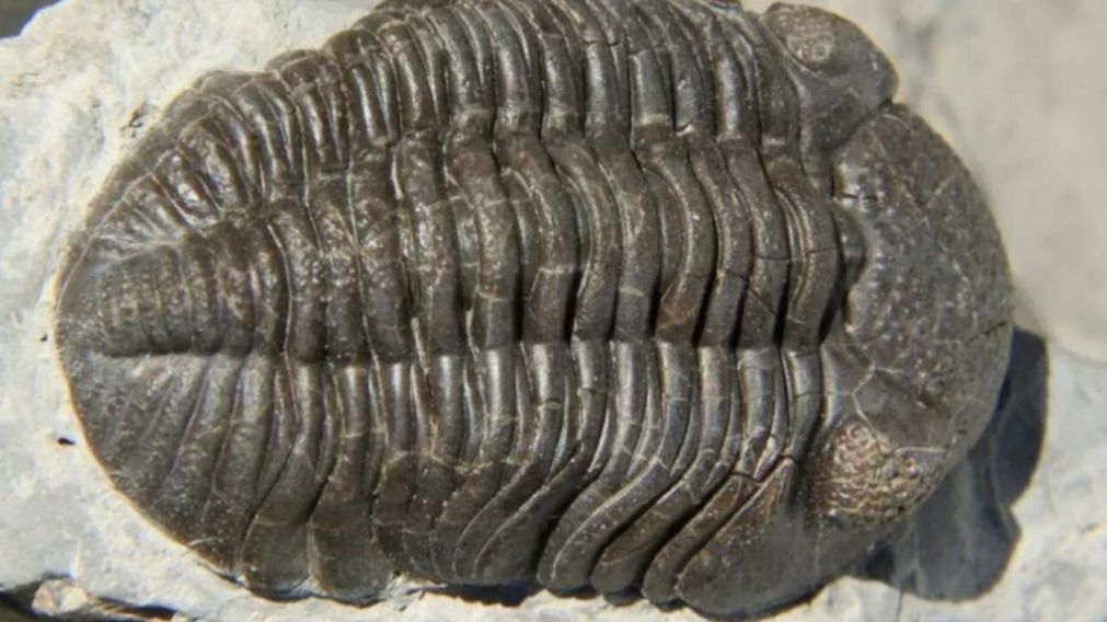 Los trilobites vivieron en la Tierra hace millones de años (Twitter).