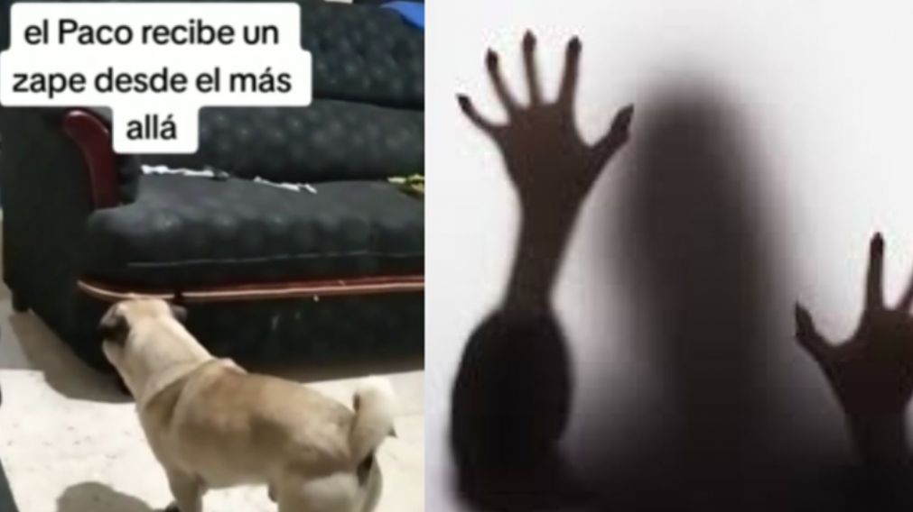 Perro protagonizó un tremendo suceso paranormal e impactó a miles de usuarios de internet.