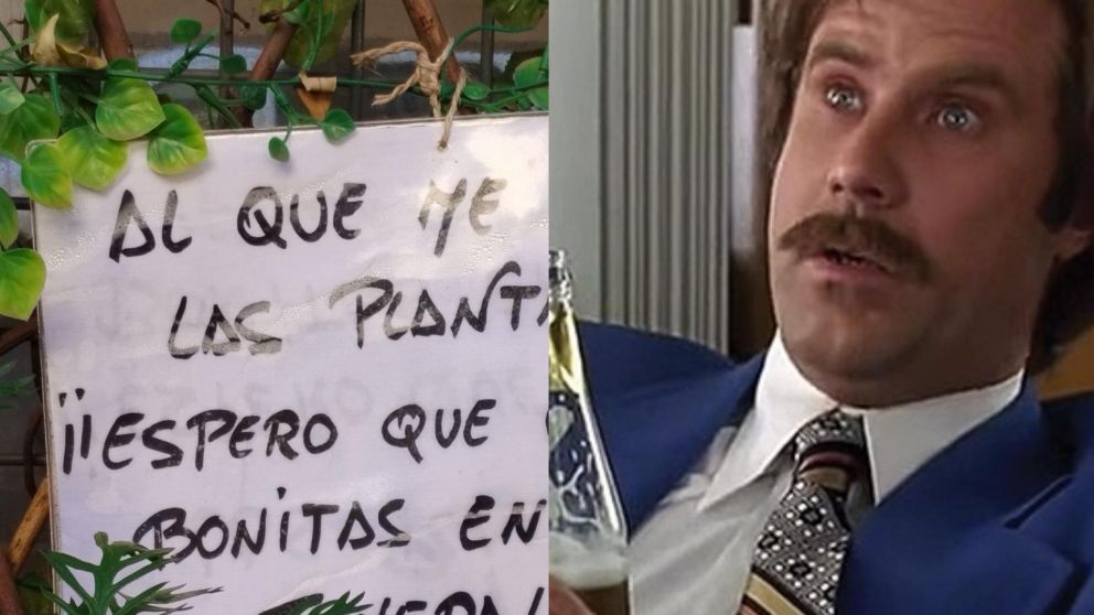 Se hartó de que le roben las plantas y dejó un contundente mensaje. (Fuente: X)
