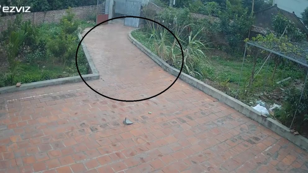 En la imagen se ve una sombra borrosa correr por el patio.