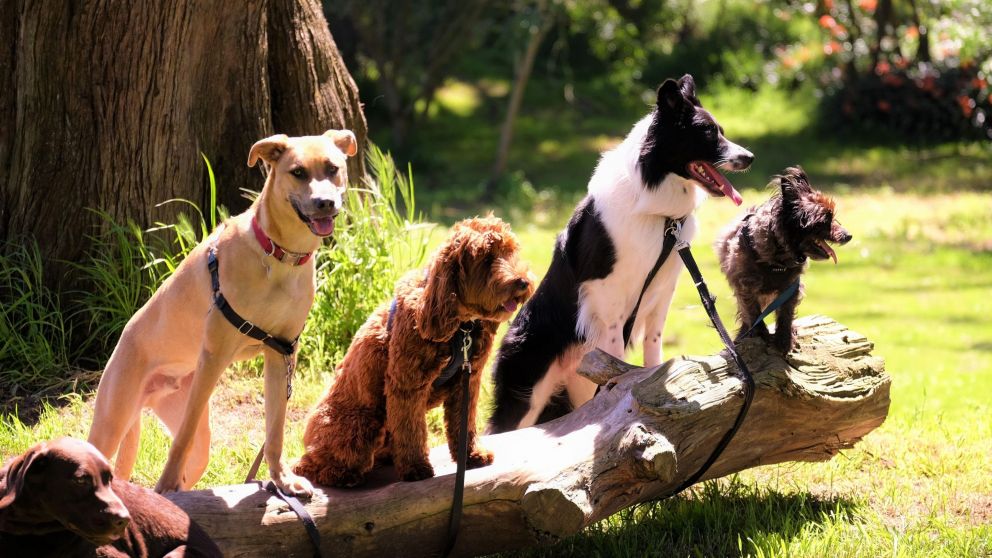 Los perros tienen los sentidos más desarrollados que los humanos.