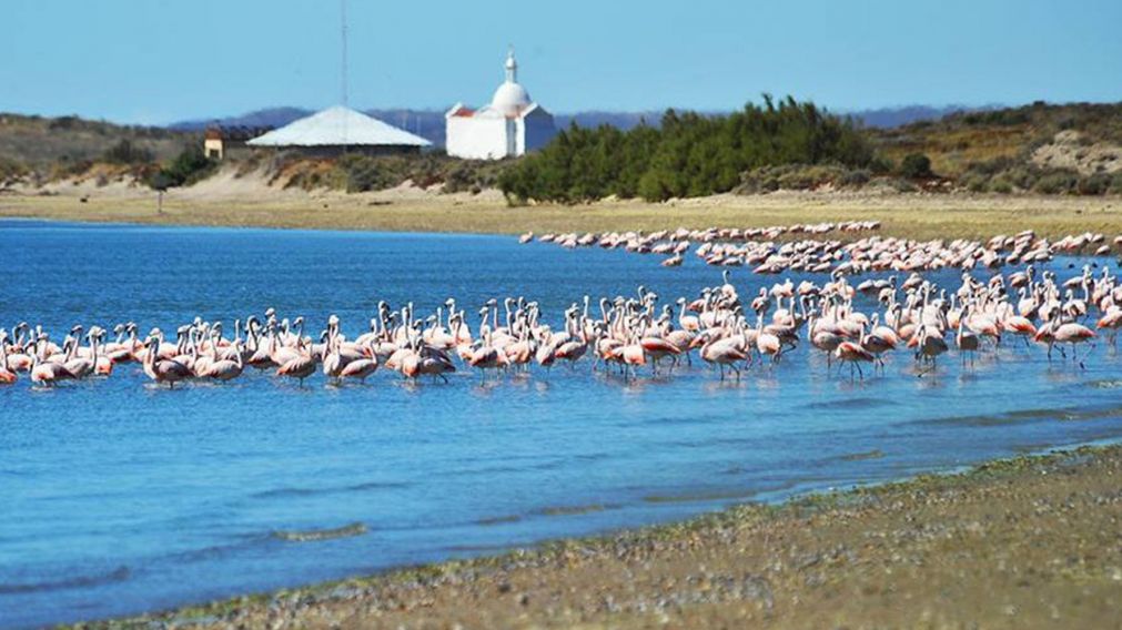 Isla de los Pájaros, una joyita "desconocida" de Chubut que tenés que visitar.